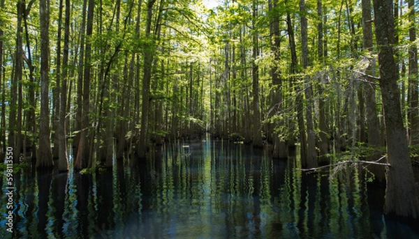 Fototapeta Louisiana swamp and bayou surrounded by cypress trees making path in the trees