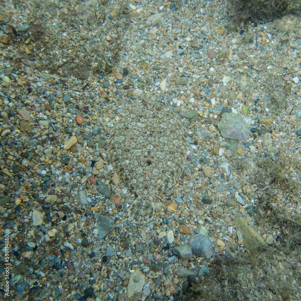 Fototapeta Bothus podas, pez plano.