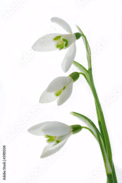 Obraz snowdrop flowers
