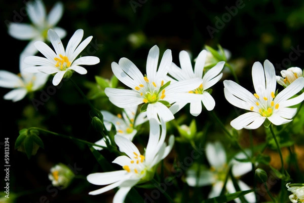 Obraz White Daisy in spring forest