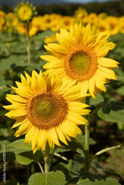 Obraz ひまわり2輪のアップ