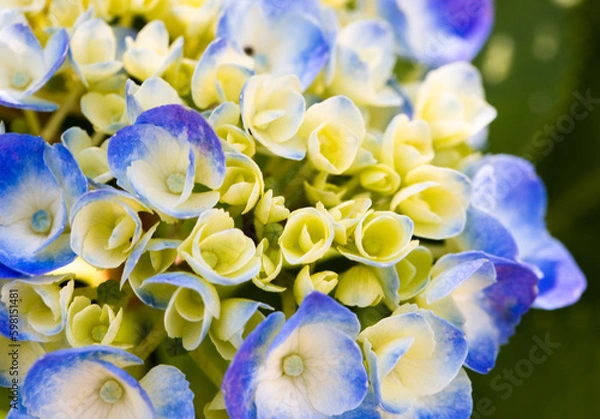 Obraz 紫と薄い黄色のガクアジサイの花のアップ