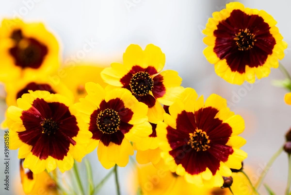 Obraz 黄色と紫の花のグラデーション