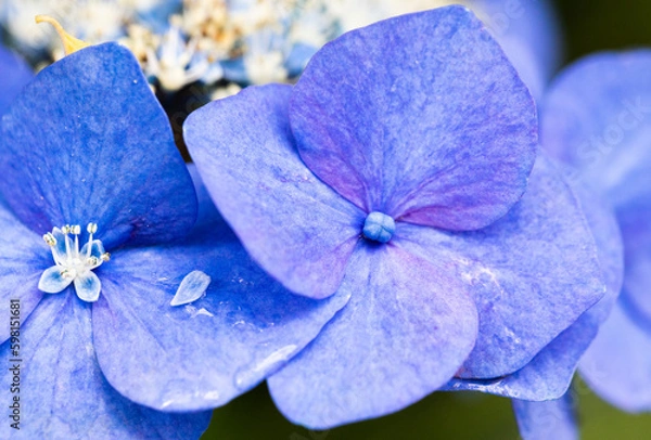 Obraz 紫のガクアジサイの花の大アップ