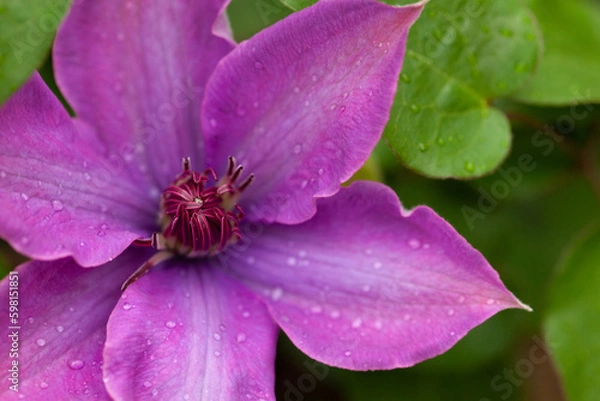 Obraz クレマチスの紫の花弁