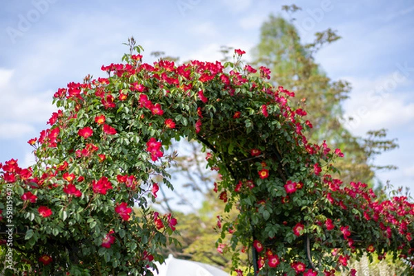 Obraz バラのアーチ