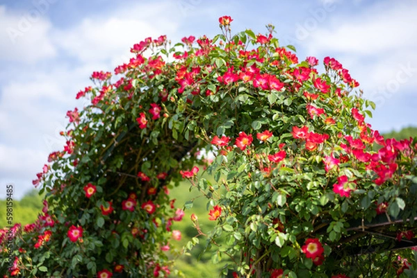 Obraz バラのアーチ