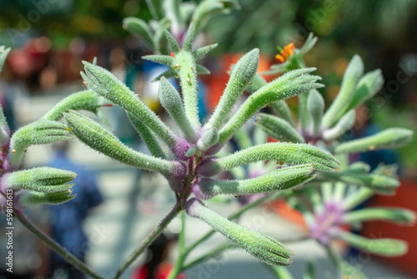 Obraz Kangaroo Paw | Anigozanthos flavidus