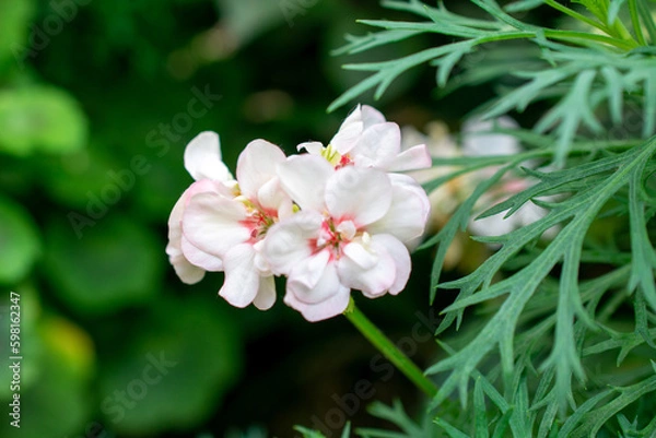 Obraz Horseshoe geranium | Pelargonium zonale