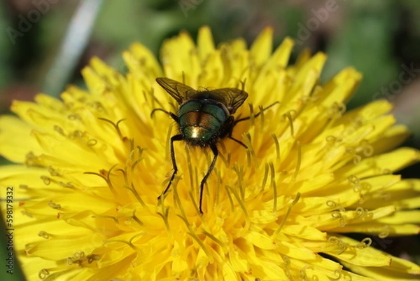 Obraz Fly on yellow flower