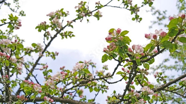 Fototapeta Pink flowers and bud of Wild Apple tree. Spring background with Apple tree blossom.