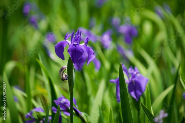 Fototapeta 大田神社のかきつばた