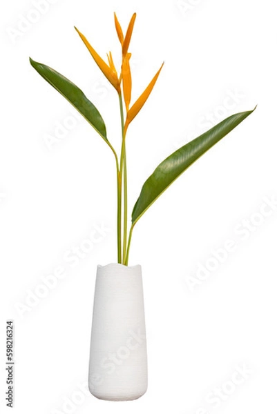 Fototapeta Heliconia flower in white vase on isolated transparent background.