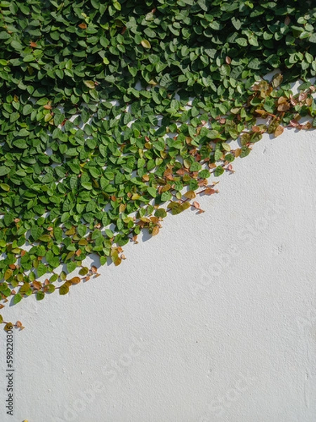 Fototapeta Green Ficus pumila or ivy leaves on white wall background. Copy space for text. Great for any use.