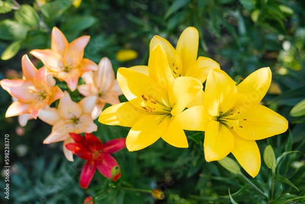 Fototapeta Multicolored Asian lilies bloom in the garden in summer