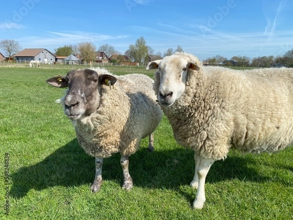 Fototapeta Two sheep on a green meadow in good weather