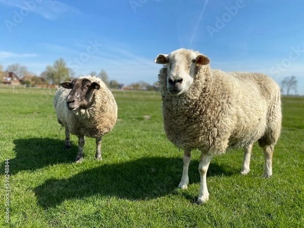 Fototapeta Two sheep on a green meadow in good weather