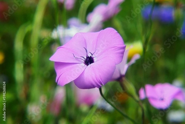 Fototapeta Rosa Blume