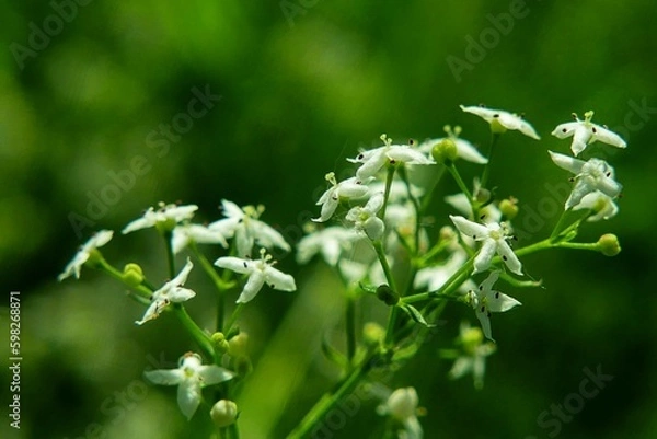 Obraz Weiße Blümchen