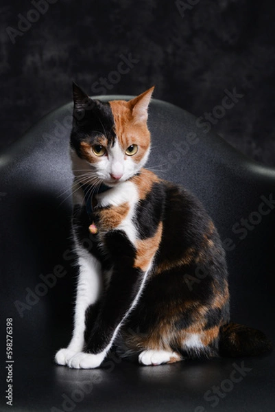 Fototapeta Cat