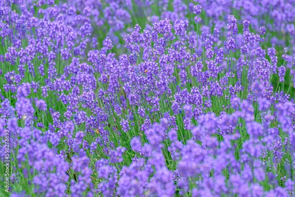Fototapeta 北海道富良野　一面のラベンダー畑