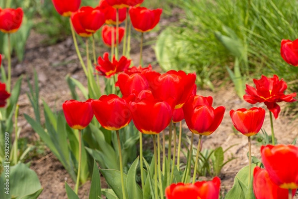 Fototapeta Red blooming tulips on a green meadow in the sunlight. Spring.