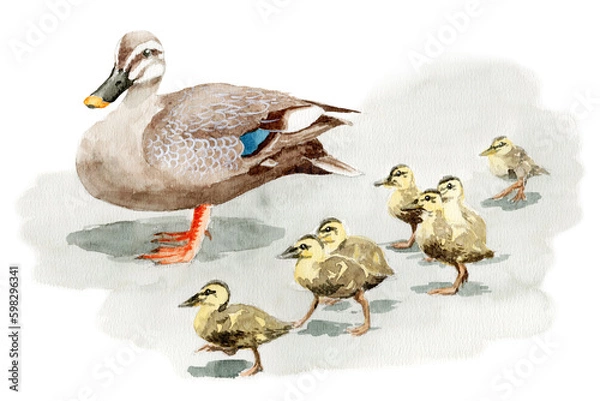 Obraz アナログ水彩カルガモ親子の散歩