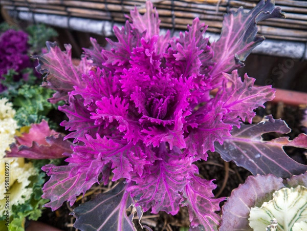 Obraz 京都洛中：