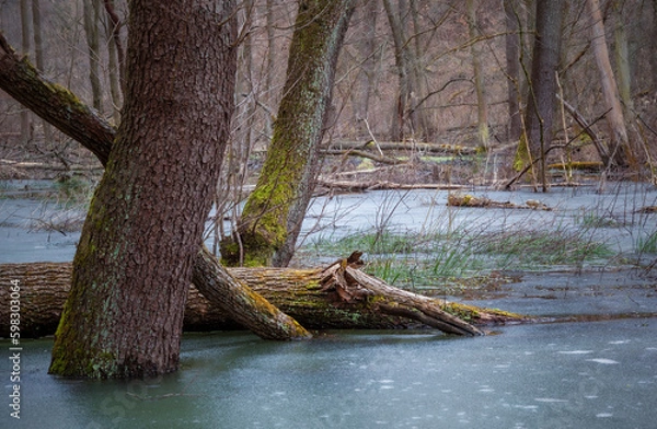 Fototapeta Bobrowisko