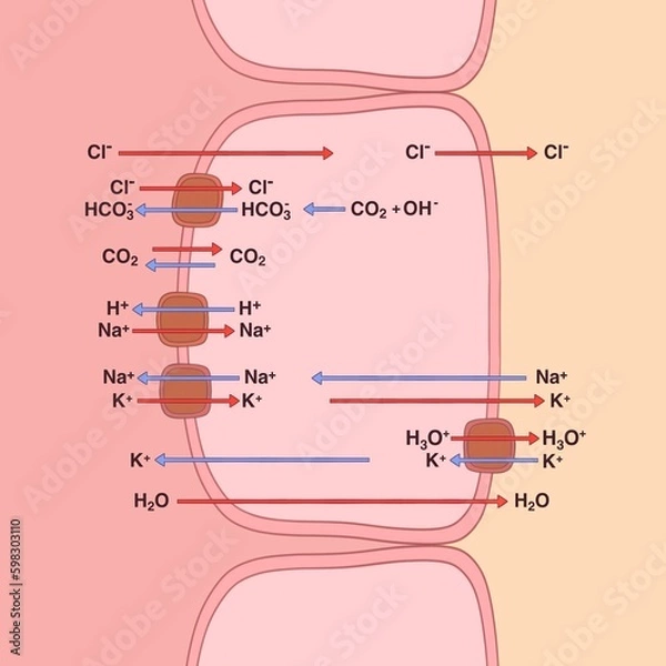 Fototapeta Acid secretion in the stomach is mediated by parietal cells, molecular mechanisms
