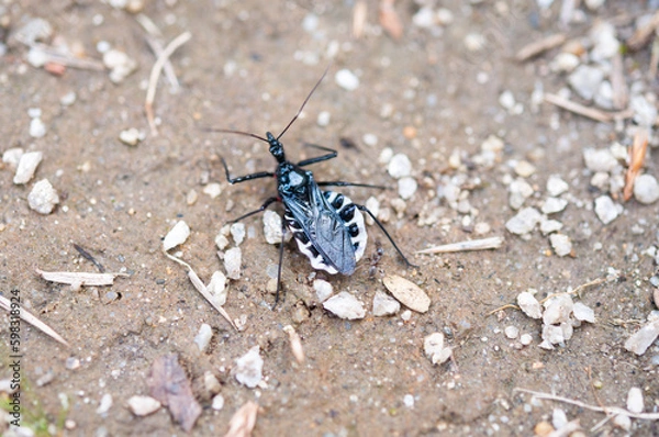 Fototapeta ヨコヅナサシガメのクロースアップイメージ　日本