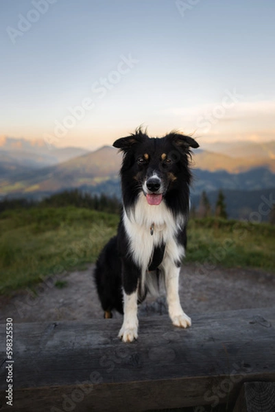 Obraz Dogs in the mountains