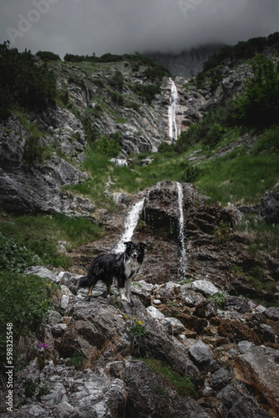 Obraz Dogs in the mountains