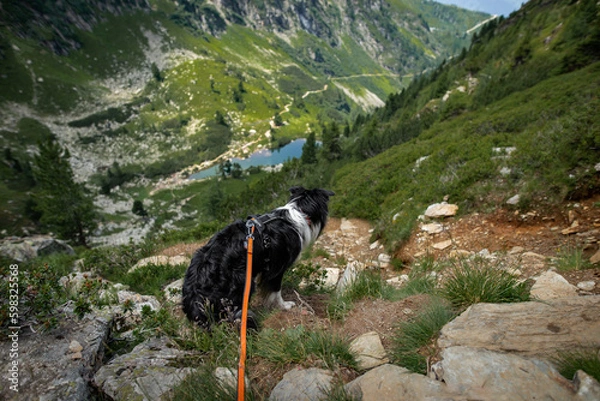 Obraz Dogs in the mountains