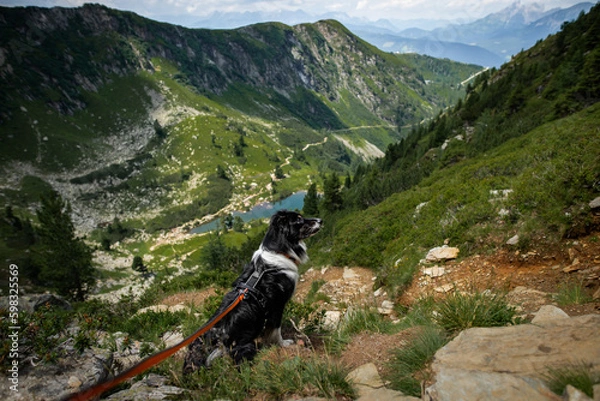 Obraz Dogs in the mountains