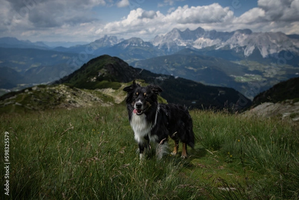 Obraz Dogs in the mountains