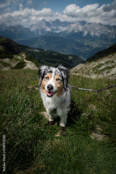 Obraz Dogs in the mountains