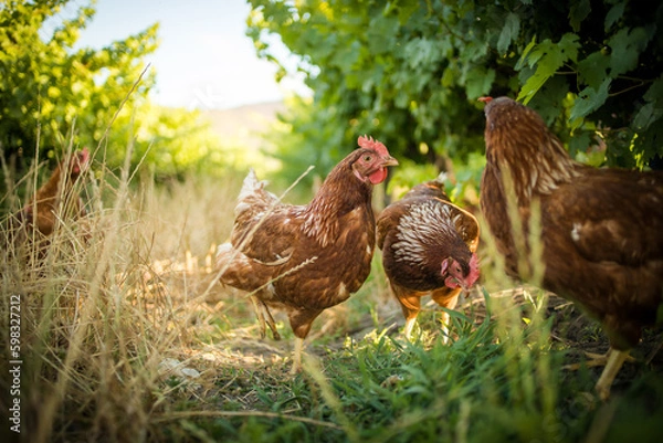 Fototapeta Close up image of a free range chicken on a farm in a field and in the chicken coop.