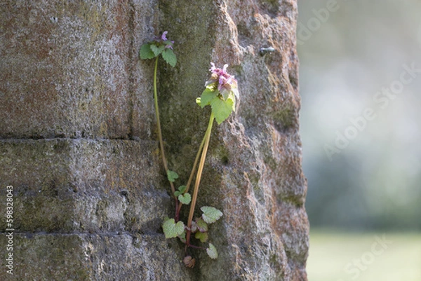 Obraz Taubnessel wächst auf Grabstein