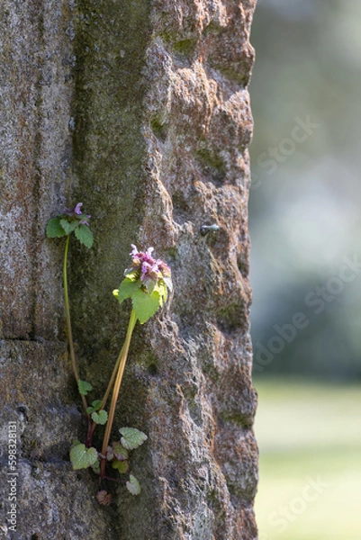 Obraz Taubnessel an einem Grabstein 