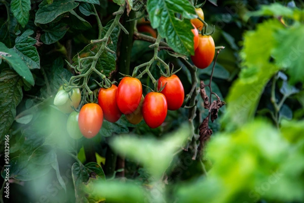 Obraz もうすぐ食卓に並ぶ美味しそうなトマト