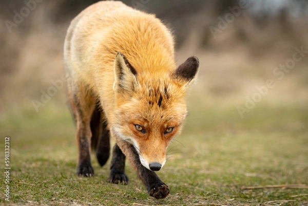 Obraz Red Fox in the wilderness 
