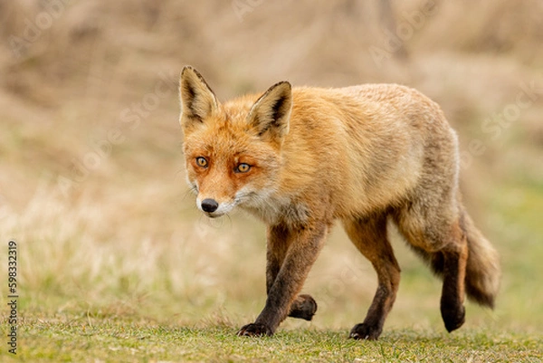 Obraz Red Fox in the wilderness 
