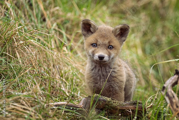 Obraz Young Red Fox Cub exploring the world
