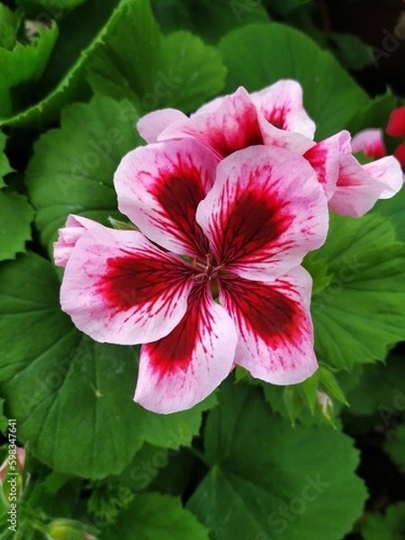 Obraz pink geranium flower closeup, pelargonium