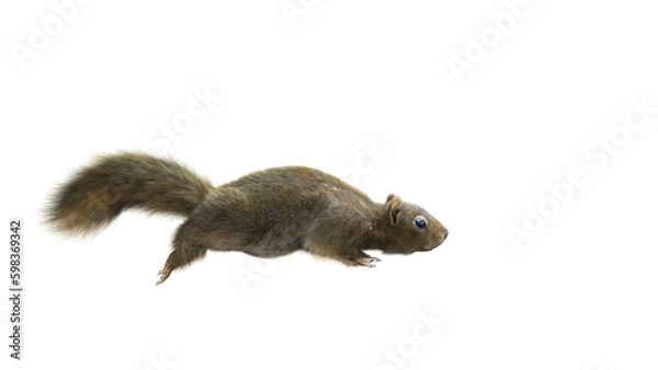 Obraz Squirrel Isolated white background running. Portrait of brown squirrel in front of a white background.