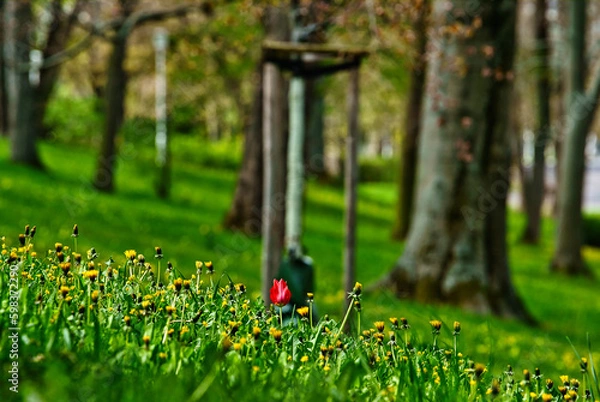 Obraz einzelne Tulpe rot