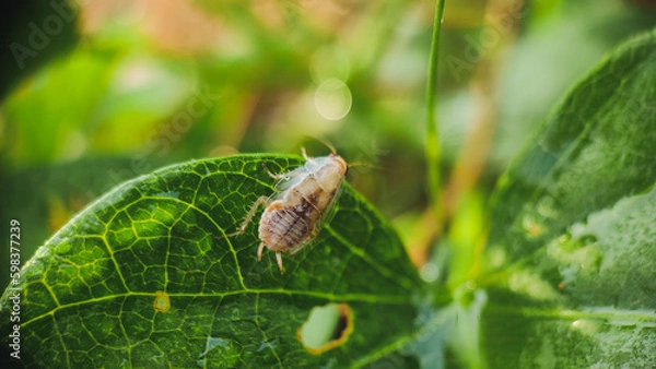 Obraz Ectobius pallidus