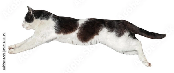 Fototapeta Cat jumping, or Flying, isolated, PNG on transparent background