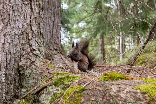 Fototapeta Squirrel eats walnut in the forest